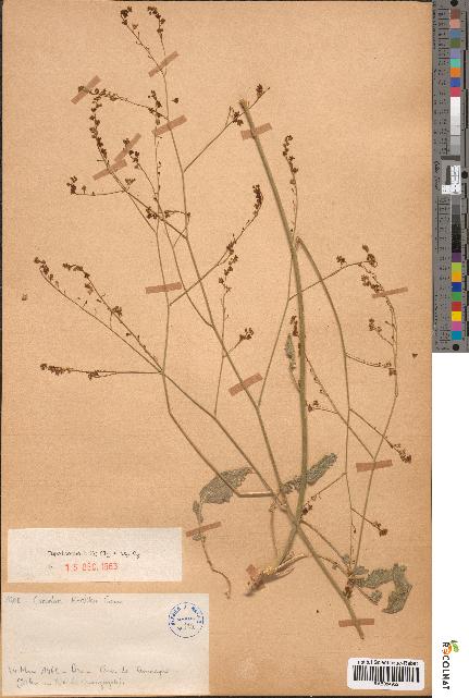spécimen de Crambe kralikii