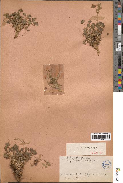 spécimen de Draba hederifolia