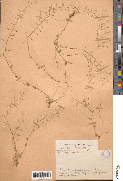 spécimen de Draba muralis