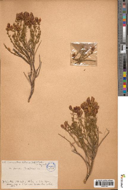 spécimen de Chronanthos biflorus