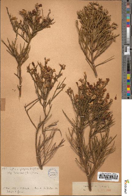 spécimen de Cytisus purgans