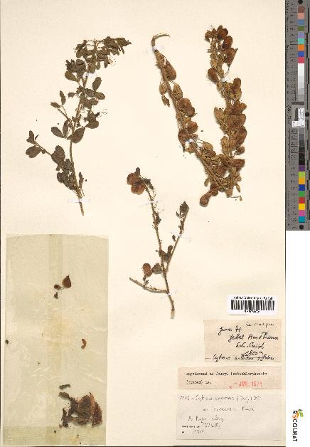 spécimen de Cytisus arboreus