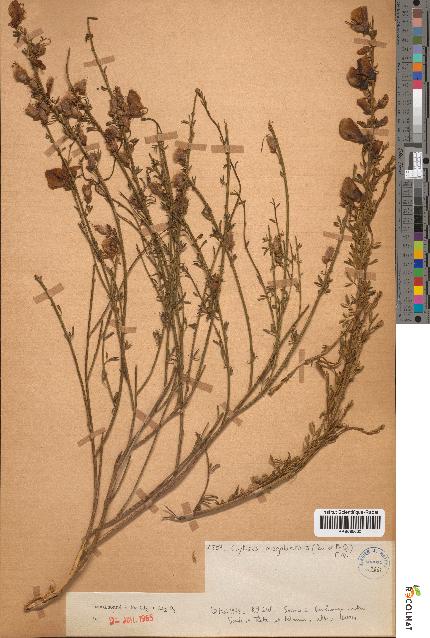 spécimen de Cytisus megalanthus