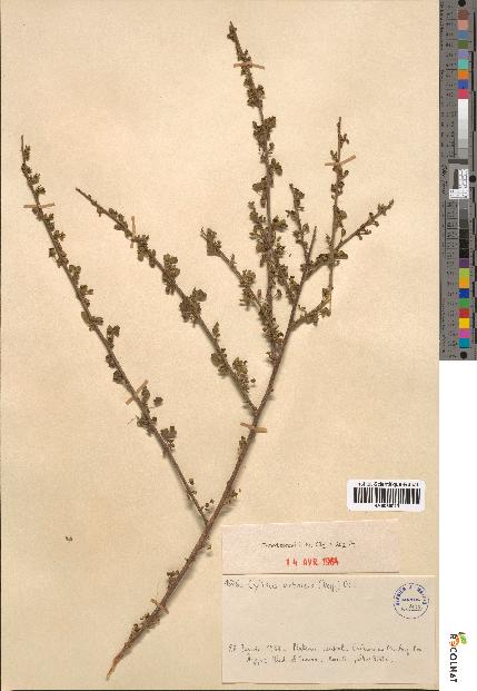 spécimen de Cytisus arboreus