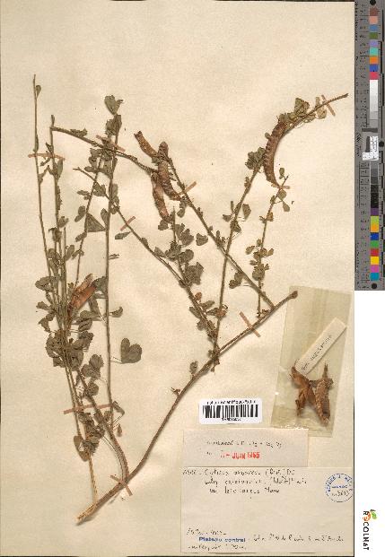 spécimen de Cytisus arboreus