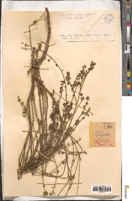 spécimen de Cytisus arboreus