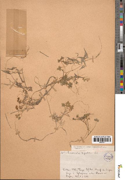 spécimen de Ranunculus tripartitus