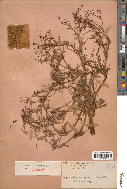 spécimen de Ranunculus sceleratus