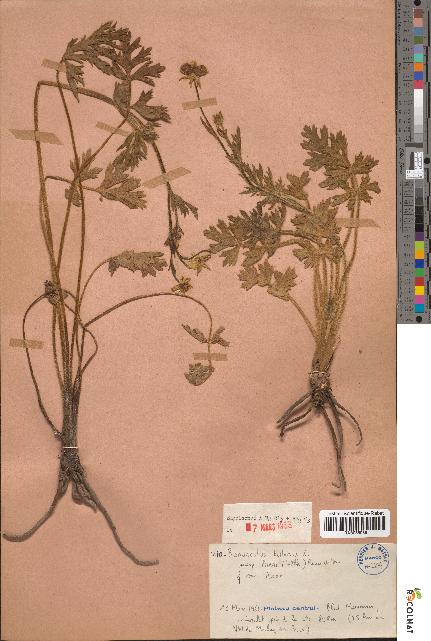 spécimen de Ranunculus bulbosus