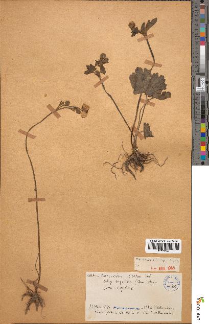 spécimen de Ranunculus spicatus