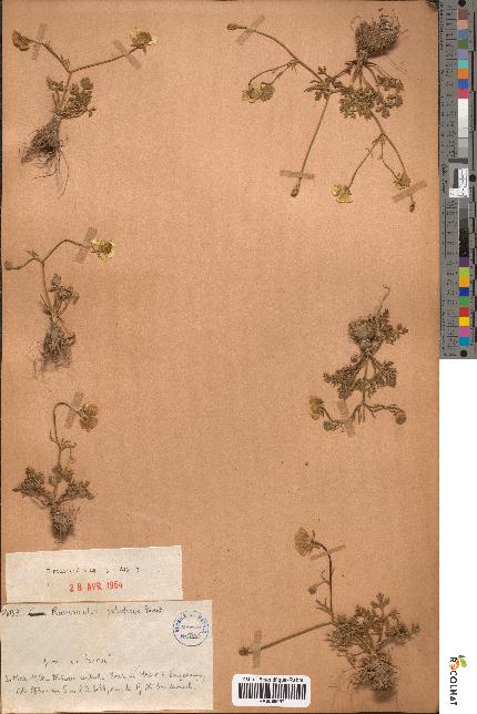 spécimen de Ranunculus paludosus