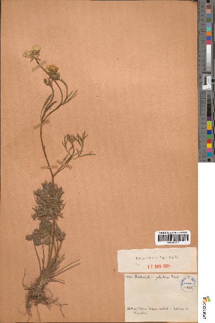 spécimen de Ranunculus paludosus