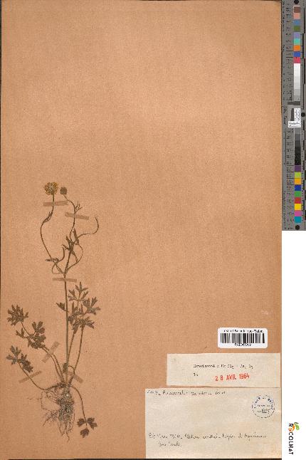 spécimen de Ranunculus paludosus