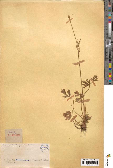spécimen de Ranunculus paludosus