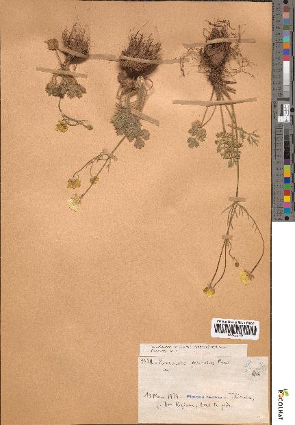 spécimen de Ranunculus paludosus