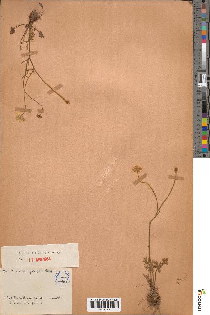 spécimen de Ranunculus paludosus