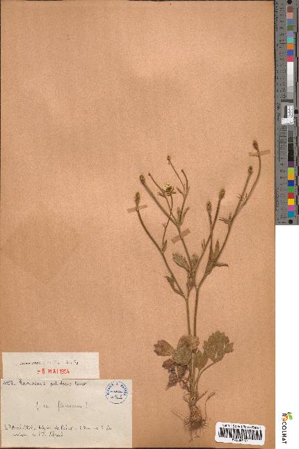 spécimen de Ranunculus paludosus