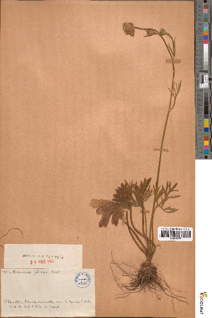 spécimen de Ranunculus paludosus