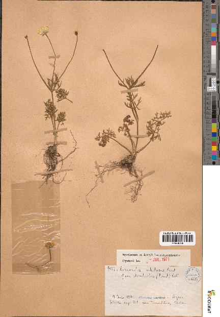 spécimen de Ranunculus paludosus