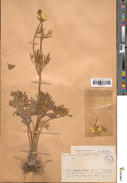 spécimen de Ranunculus paludosus