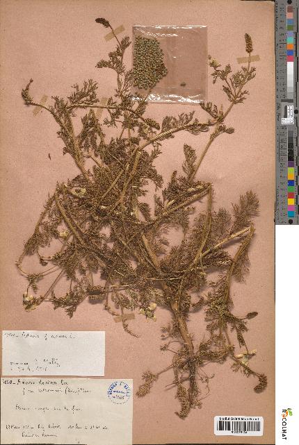 spécimen de Adonis dentata