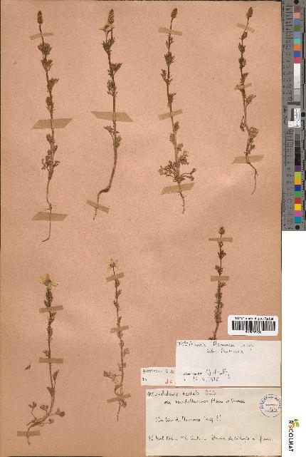 spécimen de Adonis dentata