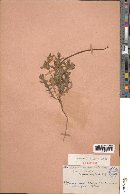 spécimen de Glaucium corniculatum