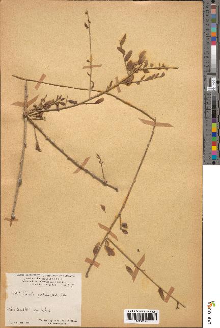 spécimen de Cocculus pendulus