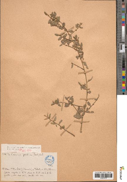 spécimen de Cocculus pendulus