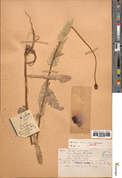 spécimen de Papaver somniferum