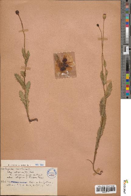 spécimen de Papaver somniferum