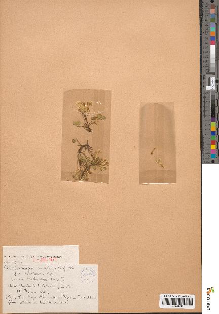 spécimen de Sarcocapnos crassifolia