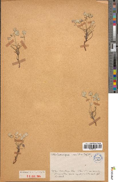 spécimen de Sarcocapnos crassifolia