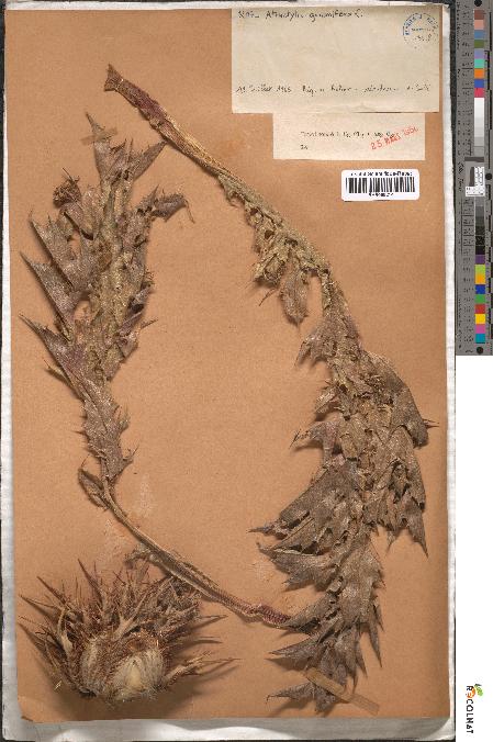spécimen de Atractylis gummifera