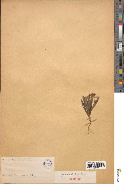 spécimen de Calendula aegyptiaca
