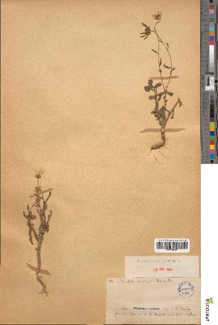 spécimen de Calendula algeriensis