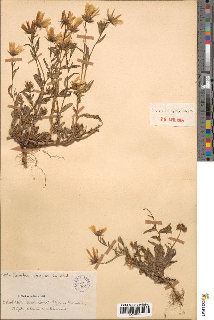 spécimen de Calendula algeriensis