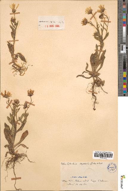 spécimen de Calendula algeriensis