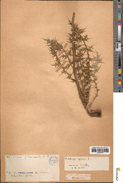 spécimen de Echinops spinosus