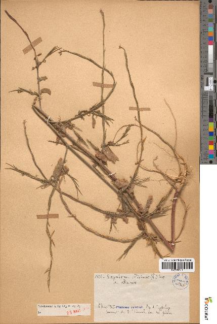 spécimen de Sisymbrium officinale