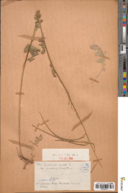 spécimen de Sisymbrium orientale