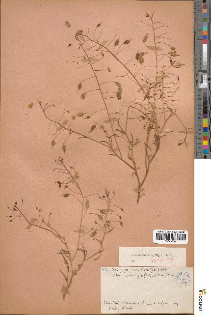spécimen de Savignya parviflora