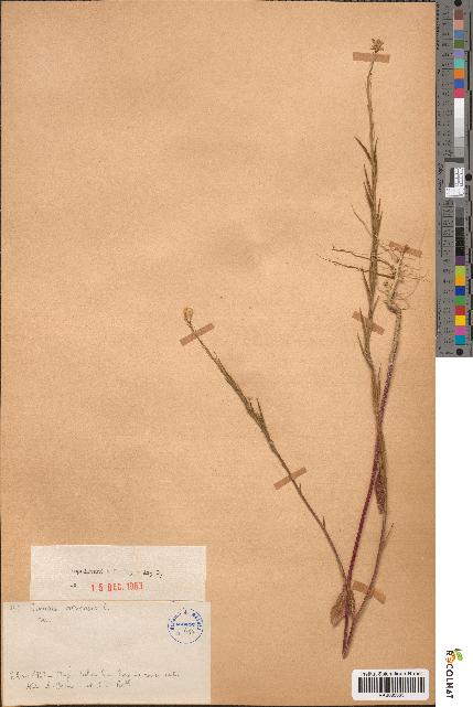 spécimen de Sinapis arvensis