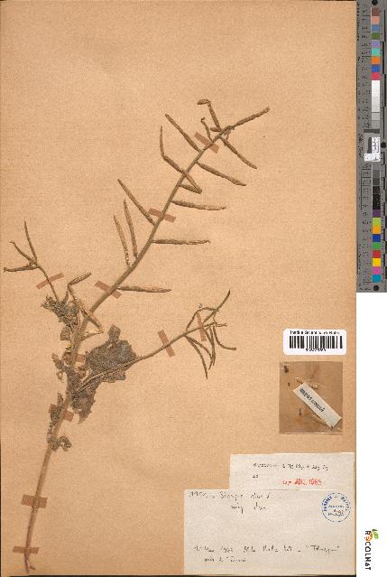 spécimen de Sinapis alba
