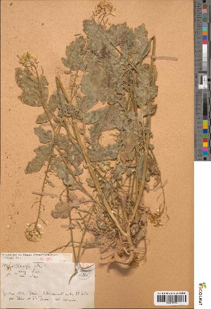spécimen de Sinapis alba