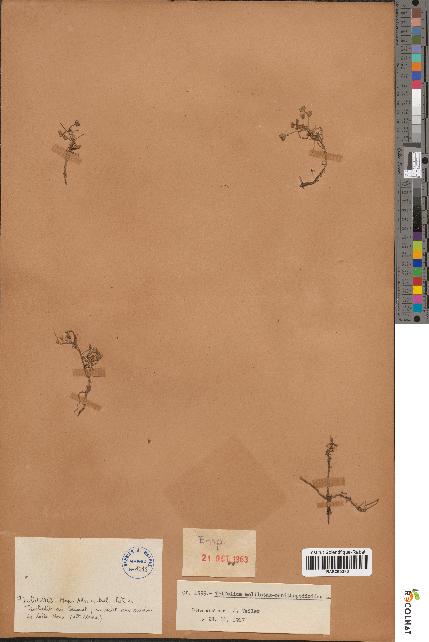spécimen de Trifolium melilotus-ornithopodi