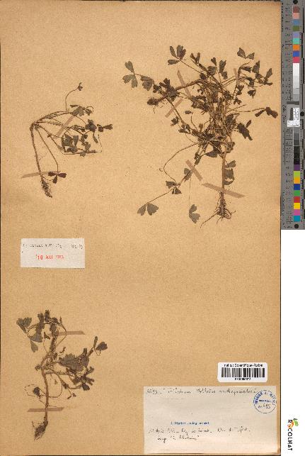 spécimen de Trifolium melilotus-ornithopodi