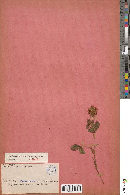 spécimen de Trifolium pratense