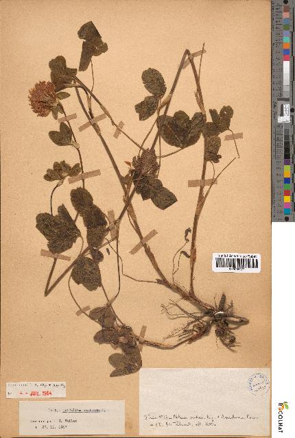 spécimen de Trifolium pratense