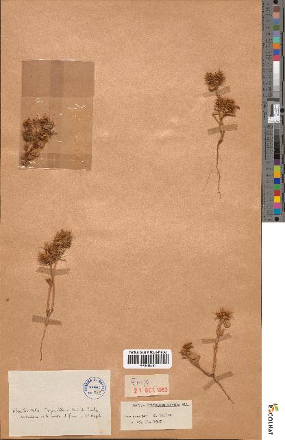 spécimen de Trifolium hirtum